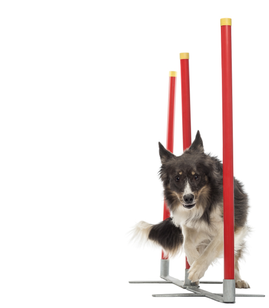 activities dog