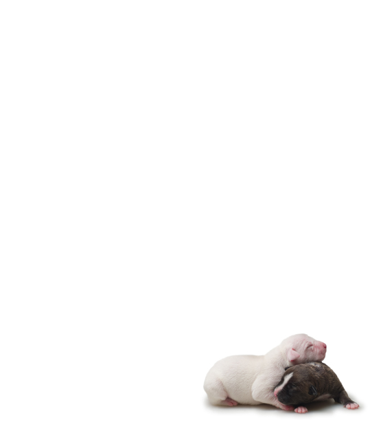 breeding articles