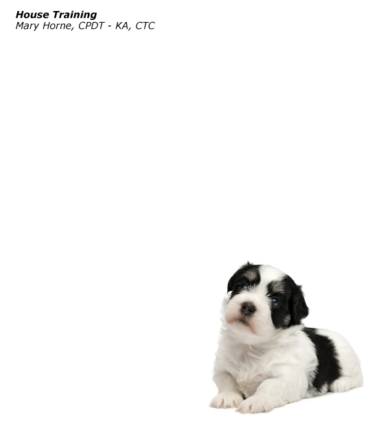 puppy articles