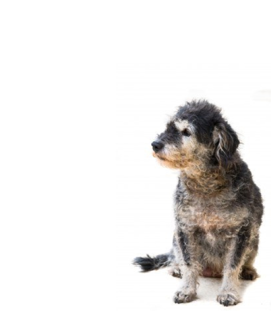 rescue articles